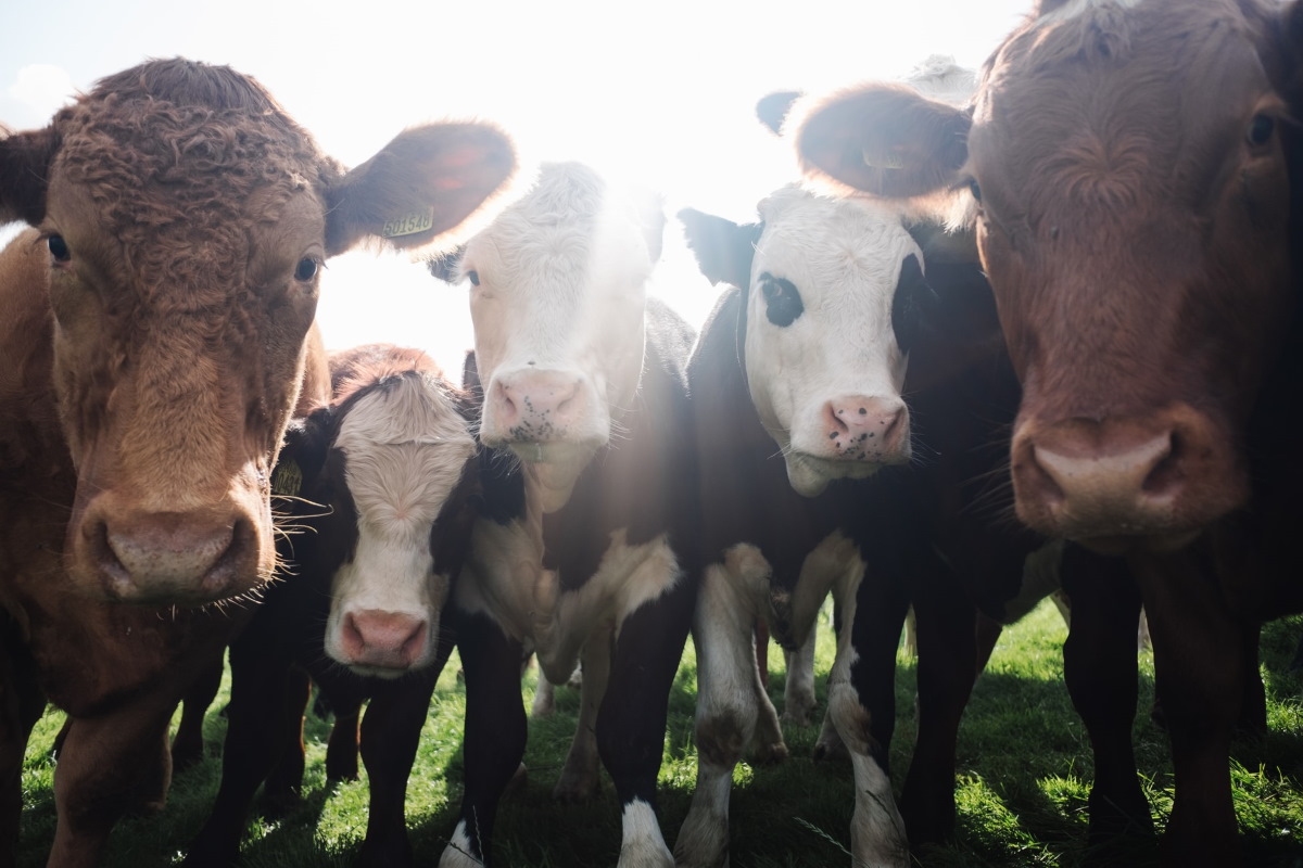Vacas-por-Robert-Bye-via-Unsplash