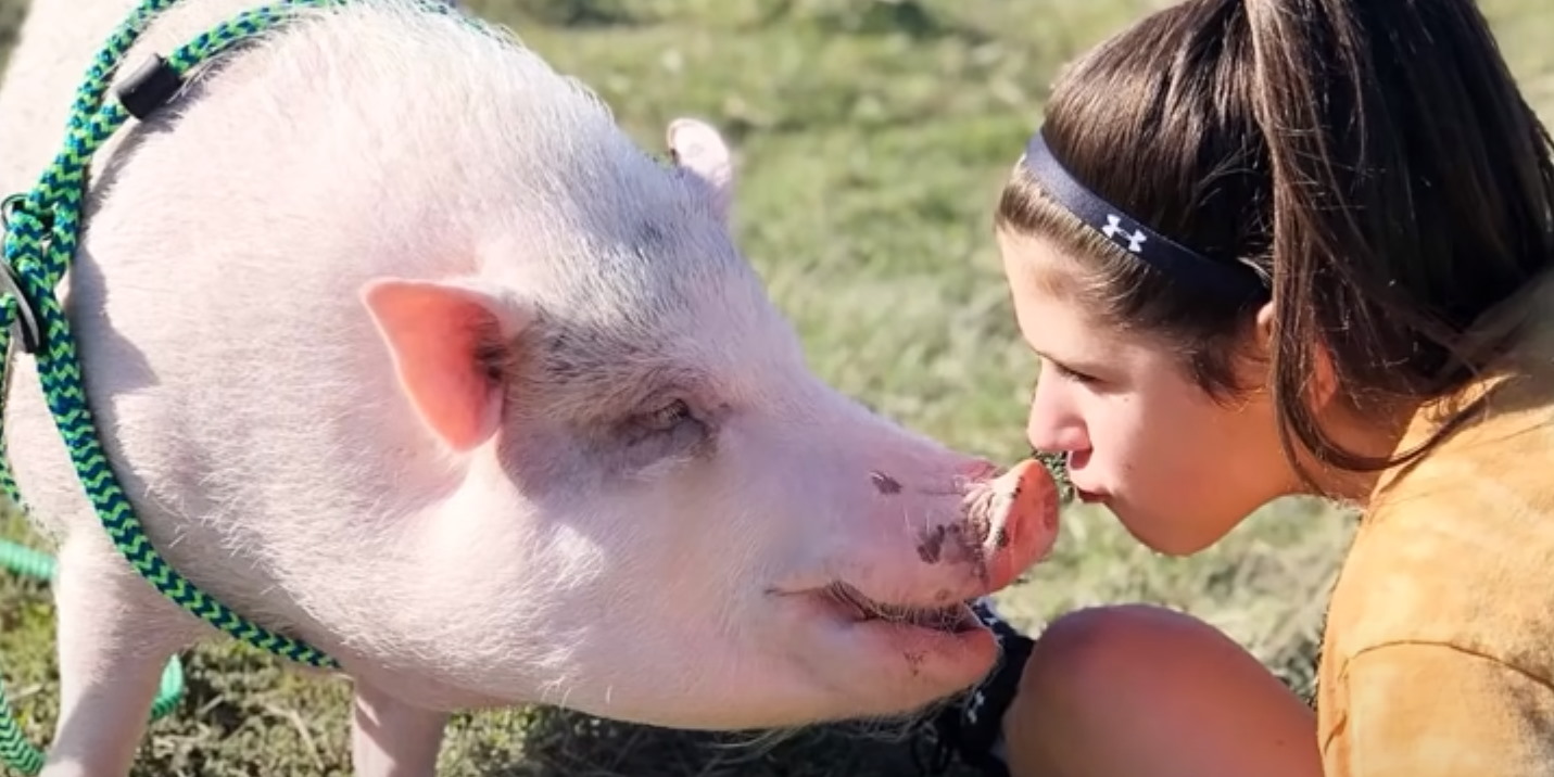 amor por los animales sociedad vegana