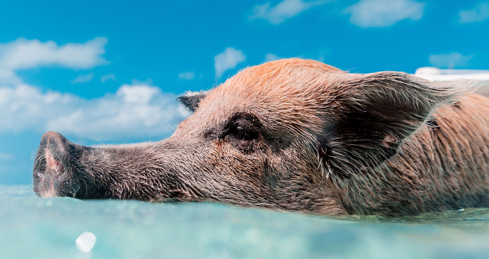 cerdito-por-Jakob-Owens-via-Unsplash