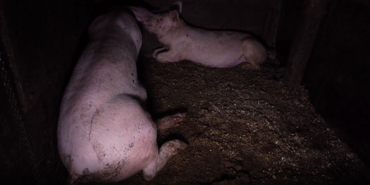NRK-documental-3