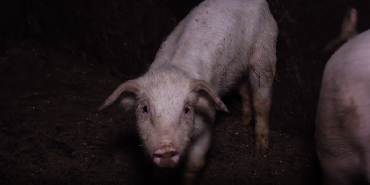 NRK-documental-4-1