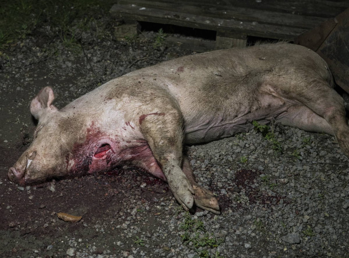 cerdo-muerto-directo-al-basurero-en-Noruega