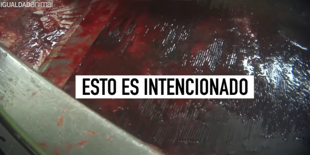 Igualdad Animal piscifactorias escocesas