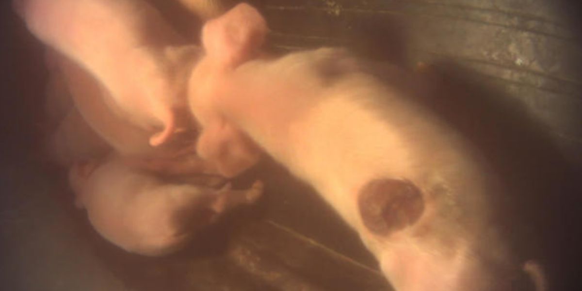 Holden Farms animal cruelty photo via Animal Outlook