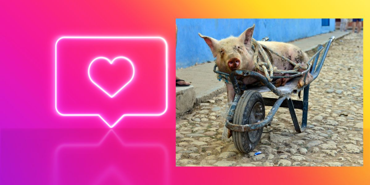 instagram doble moral frente a crueldad animal imagen via canva